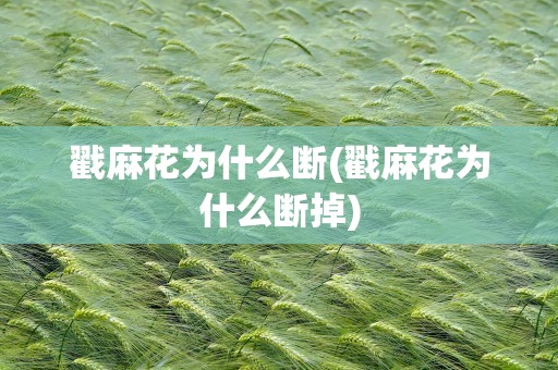 戳麻花为什么断(戳麻花为什么断掉)