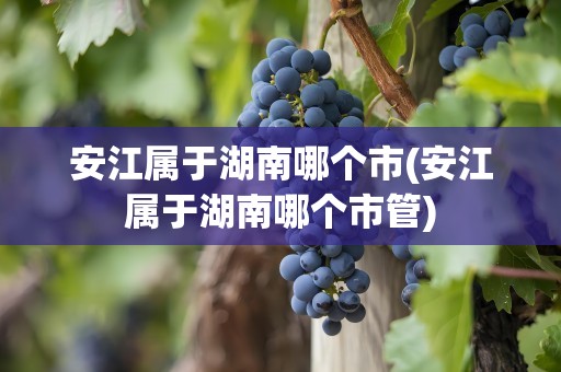 安江属于湖南哪个市(安江属于湖南哪个市管)