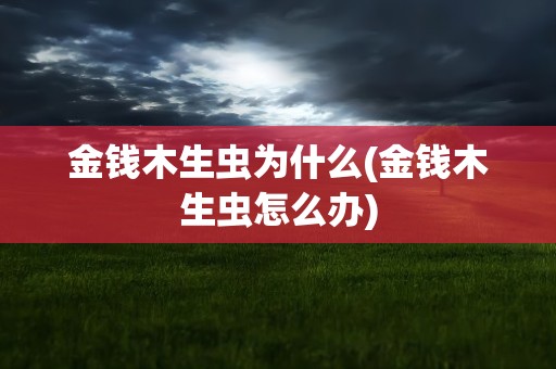 金钱木生虫为什么(金钱木生虫怎么办)