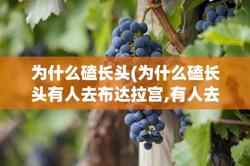 为什么磕长头(为什么磕长头有人去布达拉宫,有人去大昭寺)