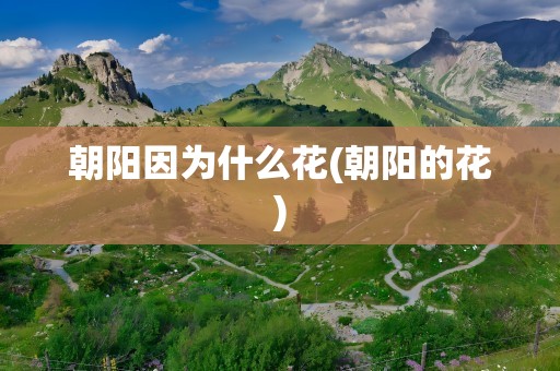 朝阳因为什么花(朝阳的花)