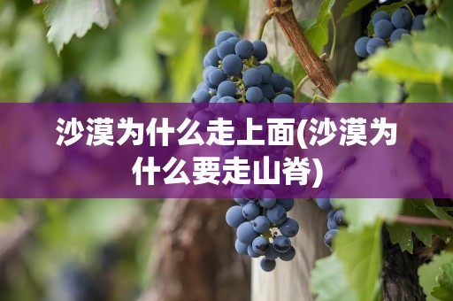 沙漠为什么走上面(沙漠为什么要走山脊)