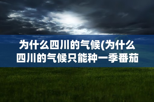 为什么四川的气候(为什么四川的气候只能种一季番茄)