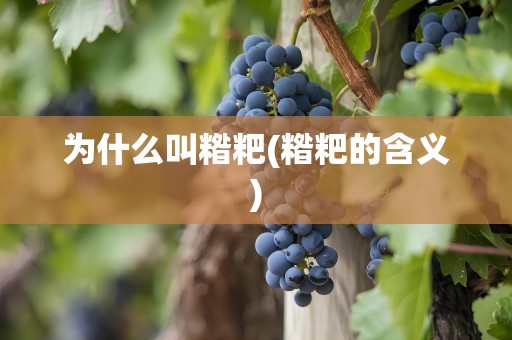 为什么叫糌粑(糌粑的含义)
