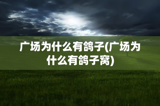 广场为什么有鸽子(广场为什么有鸽子窝)