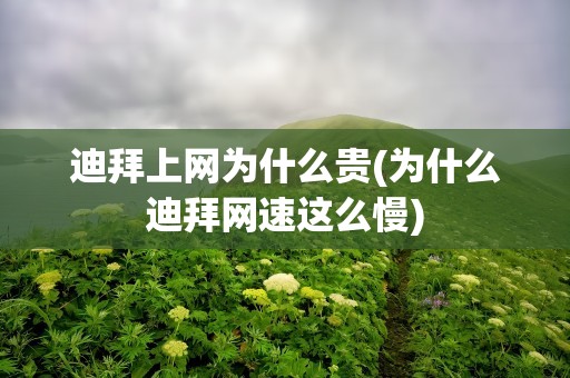 迪拜上网为什么贵(为什么迪拜网速这么慢)