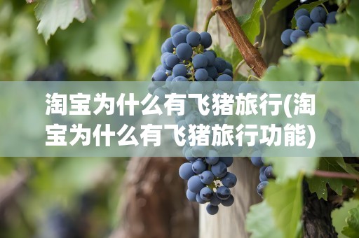 淘宝为什么有飞猪旅行(淘宝为什么有飞猪旅行功能)
