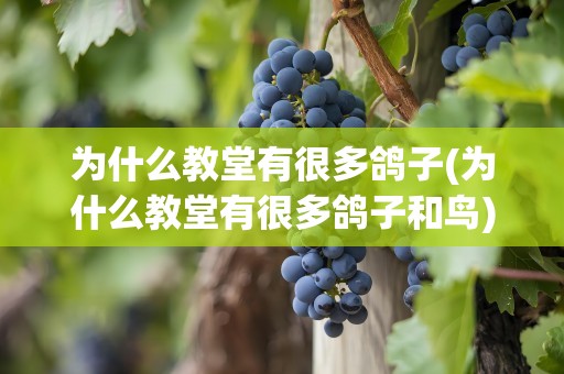 为什么教堂有很多鸽子(为什么教堂有很多鸽子和鸟)