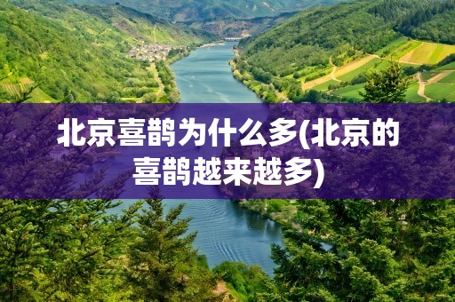 北京喜鹊为什么多(北京的喜鹊越来越多)