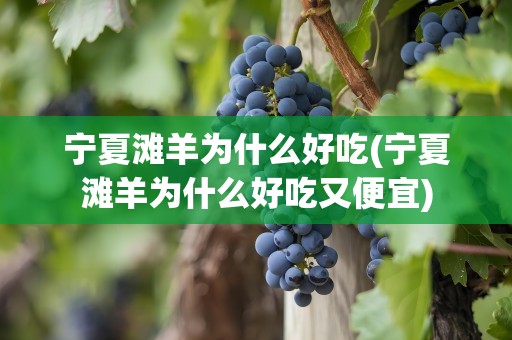 宁夏滩羊为什么好吃(宁夏滩羊为什么好吃又便宜)
