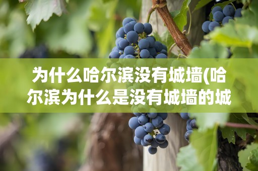 为什么哈尔滨没有城墙(哈尔滨为什么是没有城墙的城市)
