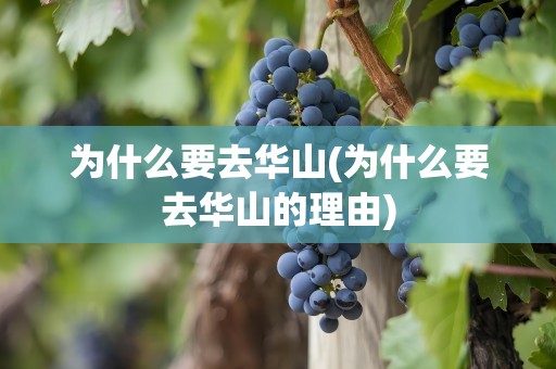 为什么要去华山(为什么要去华山的理由)