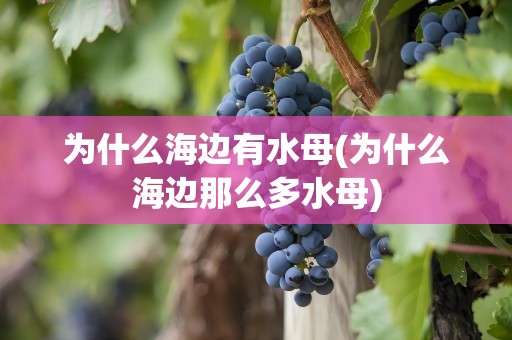 为什么海边有水母(为什么海边那么多水母)
