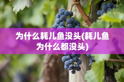 为什么耗儿鱼没头(耗儿鱼为什么都没头)