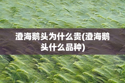 澄海鹅头为什么贵(澄海鹅头什么品种)