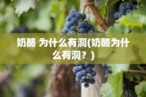 奶酪 为什么有洞(奶酪为什么有洞？)