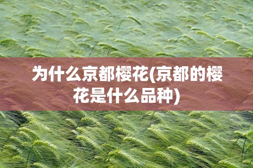 为什么京都樱花(京都的樱花是什么品种)