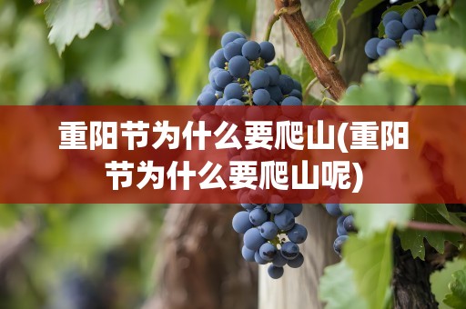 重阳节为什么要爬山(重阳节为什么要爬山呢)