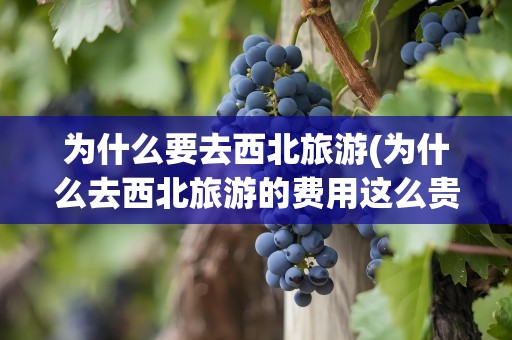 为什么要去西北旅游(为什么去西北旅游的费用这么贵)