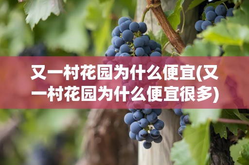 又一村花园为什么便宜(又一村花园为什么便宜很多)
