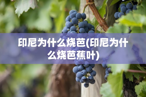 印尼为什么烧芭(印尼为什么烧芭蕉叶)