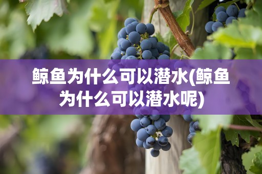 鲸鱼为什么可以潜水(鲸鱼为什么可以潜水呢)