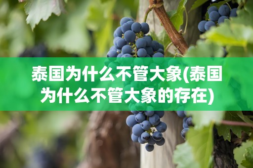 泰国为什么不管大象(泰国为什么不管大象的存在)