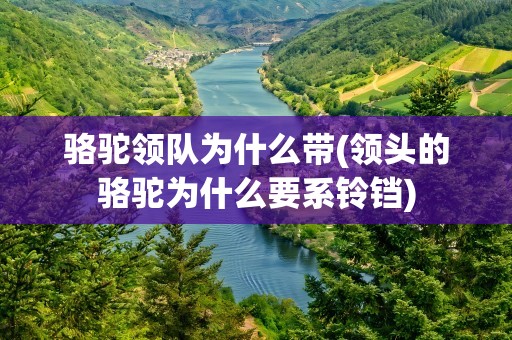 骆驼领队为什么带(领头的骆驼为什么要系铃铛)