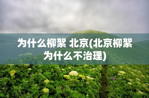 为什么柳絮 北京(北京柳絮为什么不治理)