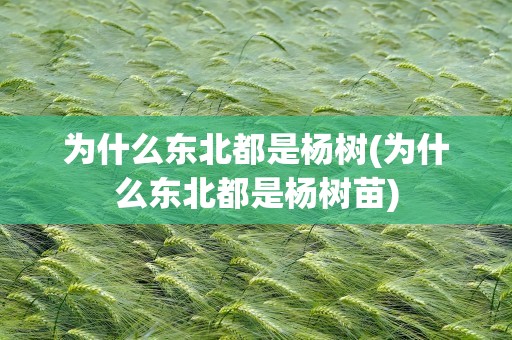 为什么东北都是杨树(为什么东北都是杨树苗)