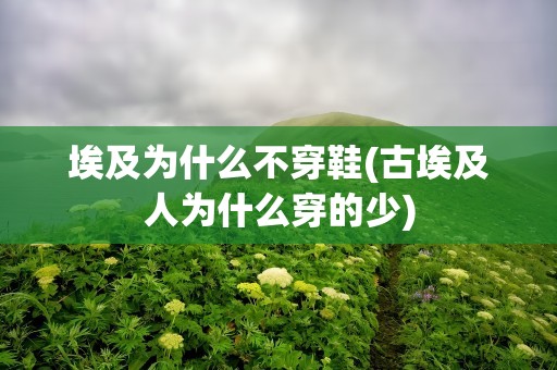 埃及为什么不穿鞋(古埃及人为什么穿的少)