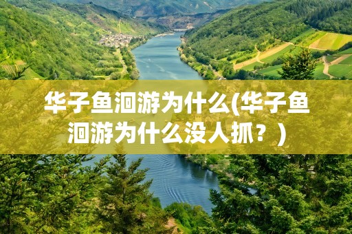 华子鱼洄游为什么(华子鱼洄游为什么没人抓？)