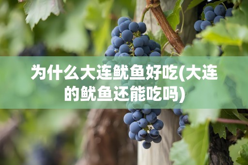 为什么大连鱿鱼好吃(大连的鱿鱼还能吃吗)
