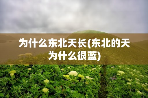 为什么东北天长(东北的天为什么很蓝)