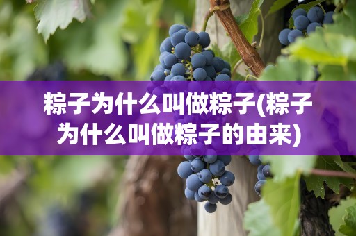 粽子为什么叫做粽子(粽子为什么叫做粽子的由来)