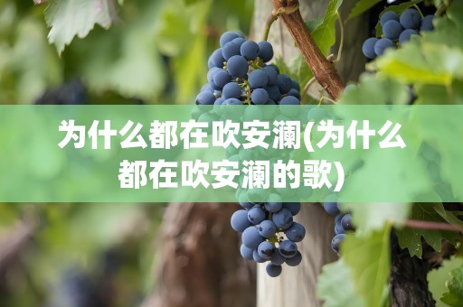 为什么都在吹安澜(为什么都在吹安澜的歌)