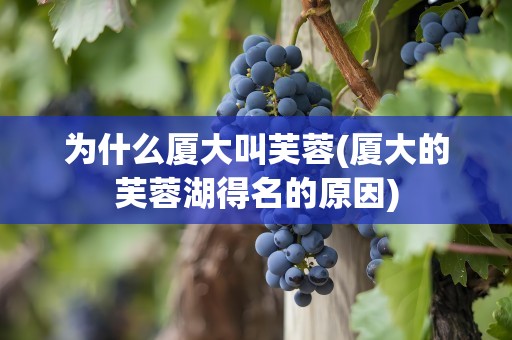 为什么厦大叫芙蓉(厦大的芙蓉湖得名的原因)