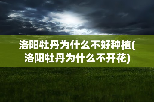 洛阳牡丹为什么不好种植(洛阳牡丹为什么不开花)