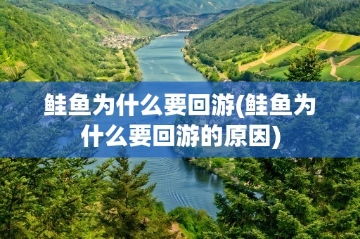 鲑鱼为什么要回游(鲑鱼为什么要回游的原因)