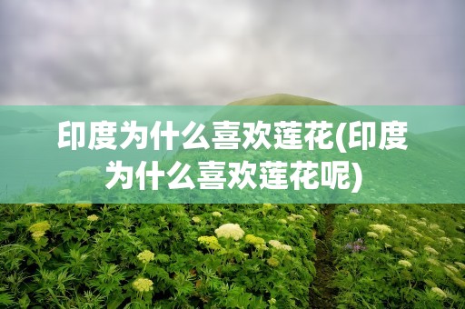 印度为什么喜欢莲花(印度为什么喜欢莲花呢)