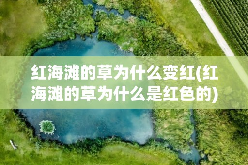 红海滩的草为什么变红(红海滩的草为什么是红色的)