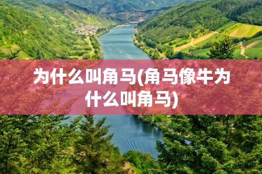 为什么叫角马(角马像牛为什么叫角马)