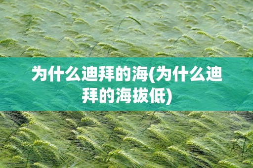 为什么迪拜的海(为什么迪拜的海拔低)