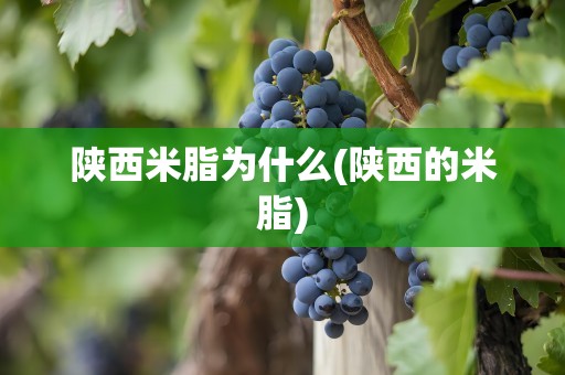 陕西米脂为什么(陕西的米脂)