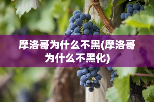 摩洛哥为什么不黑(摩洛哥为什么不黑化)