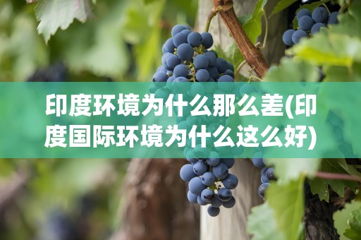 印度环境为什么那么差(印度国际环境为什么这么好)