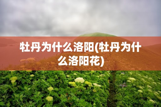 牡丹为什么洛阳(牡丹为什么洛阳花)
