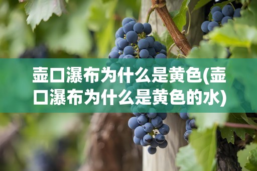 壶口瀑布为什么是黄色(壶口瀑布为什么是黄色的水)