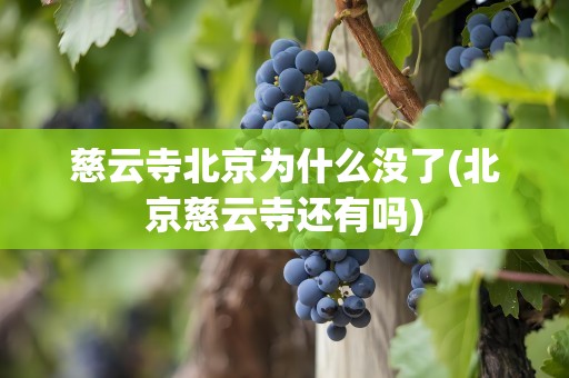 慈云寺北京为什么没了(北京慈云寺还有吗)