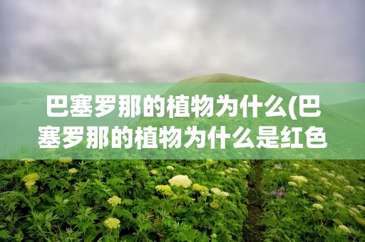 巴塞罗那的植物为什么(巴塞罗那的植物为什么是红色的)